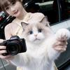 布偶猫是外星人呐